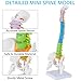 Mini Spine Anatomy Model - 15.5’’ Flexible Miniature Human Color Spine Model with All Nerves for Medical Learning - Vertebra Spine Model for Instruction Teaching, Study and Display