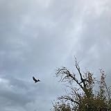 iMusician | Laermimkopf