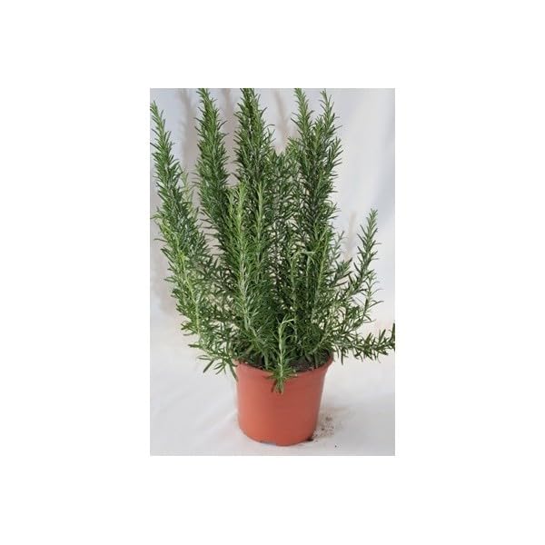 Romero alto - planta aromática viva- maceta 19cm
