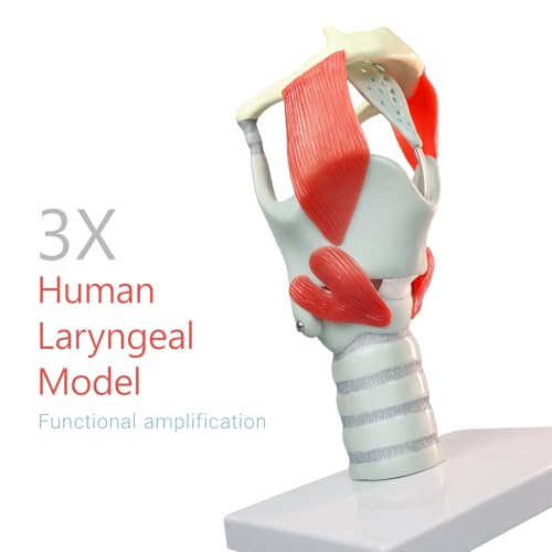 Image of 3X Laryngeal Function Model, Laryngeal Cartilage Model, Suitable for Medical Training, Patient Education