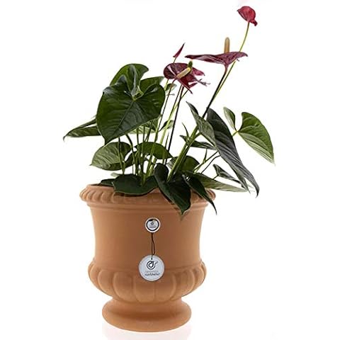 CERÁMICA RAMBLEÑA Maceta de Barro Rojo Copa J25 31x31x31 cm Cover