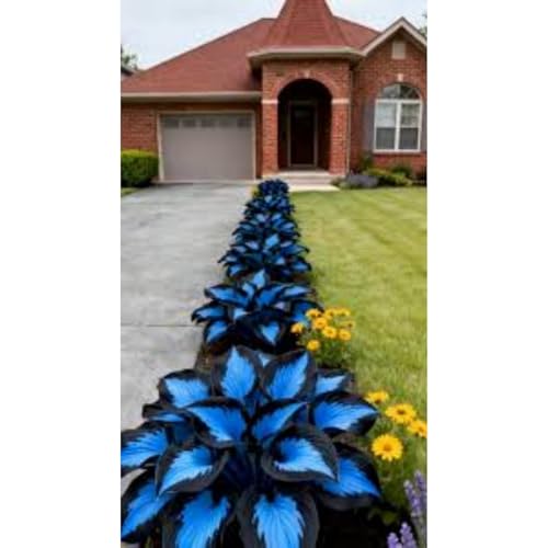 Shade-Tolerant Hosta Rhizomes/Suitable for Shade Planting/Ground Planting in Groups/Low-Maintenance Flower/That Grow Fast/Golden Jade Carving-4 Blue hosta