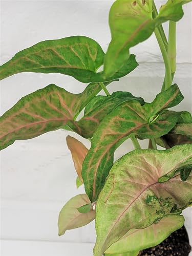 Syngonium Pink Perfection, Syngonium Pink Schott, Syngonium Pink Arrow Live