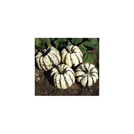 Premium Squash Winter Sweet Dumpling Seeds