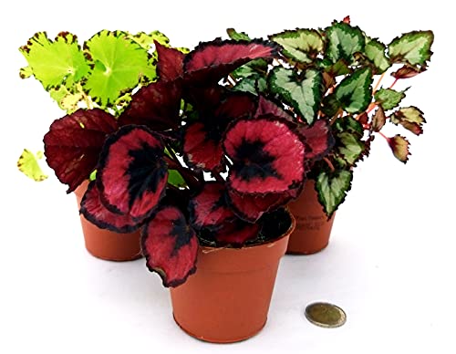 POWERS TO FLOWERS - BEGONIA REX MINI-TRIS, VASO 10CM, piante vere