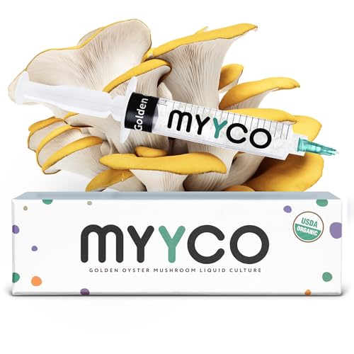 MYYCO Organic Golden Oyster Liquid Culture - Isolated Genetics for Fast Growth & Larger Mushrooms - Faster Growing Than Golden Oyster Spores - USDA Certified Mushroom Culture