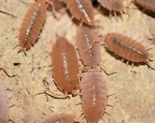20+ Count Live Powder Orange Isopods (Porcellionides Pruinosus) Bio-Active Cleaner Crew