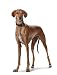 HUNTER SUPER SOFT Windhundhalsband, Leder, gepolstert, 37 (XS-S), dunkelbraun