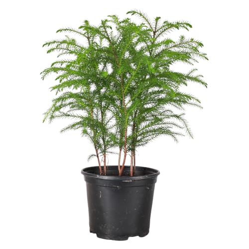 Thorsen's Greenhouse Live Norfolk Island Pine Plant, Christmas Greenery Gift or Decor, Air Purifying Premium Indoor Houseplant, Mature 4" Diameter Pot (Nursery Pot, 6-inch Pot)