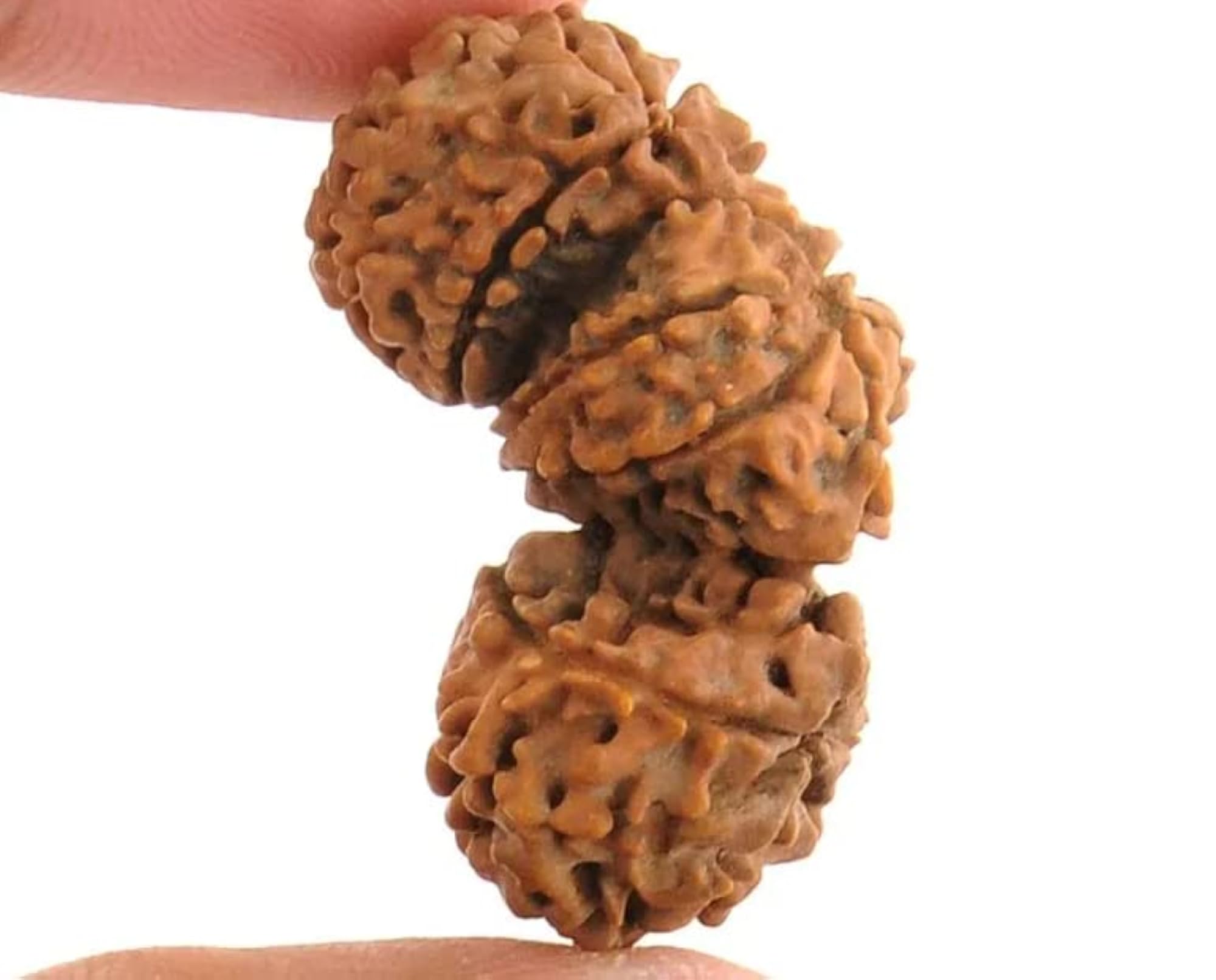 Natural Trijut Rudraksh Original Certified Nepal