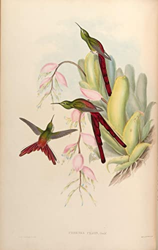 Impression d'affiches oiseau par John Gould toile 60x90cm
