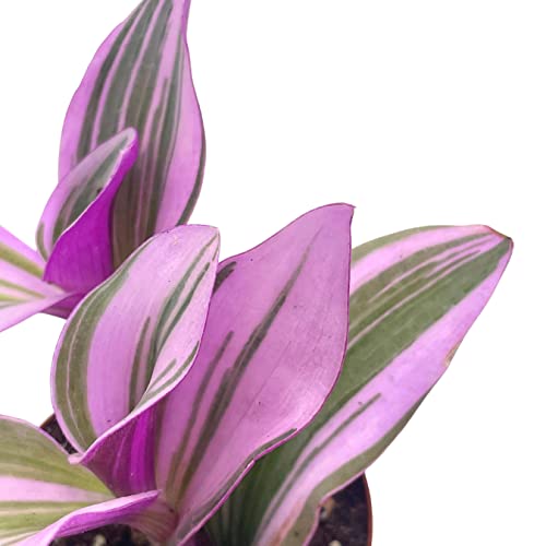Pink Tradescantia Nanouk, Variegated Wandering Jew, Rare 2 Inch Tiny Mini Pixie Plant #TOP5