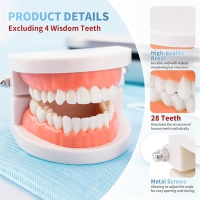 Image of Teeth Model Teaching Kids To Brush Standard Dental Clinic Accessories Dental Models For Patient Education Dentures Teeth Set Denture Model For Studying Displaying - 1