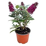 Buddleja Davidii Butterfly Candy Little Ruby est parfait pour votre balcon ou votre terrasse, car elle est résiliente toute l'année et attire les papillons avec ses magnifiques fleurs violettes. Ajoutez couleur et vie à votre espace extérieur avec cette plante facile à entretenir.