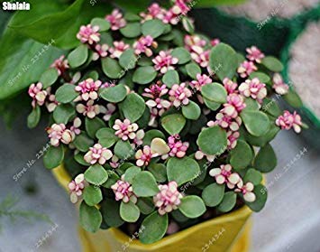 Graines de pourpier rares Pourpier d'extérieur Herbe Bonsaï Plante de jardin en pot pour la plantation en pot de fleurs Paquet de 500 graines