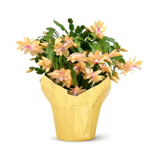 Live Flowering Zygocactus - Yellow-Orange - Beautiful Thanksgiving/Christmas Cactus -