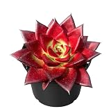 Sprout N Green Echeveria Red Knight, Mini Live Red Ebony Succulent Fully Rooted in 2' Pot, House Plant for Indoor Outdoor Home Office Wedding Decoration Party Favor DIY Projects, Pets Friendly