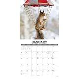 Willow Creek Press, Getting Squirrelly 2027 kalendarz ścienny