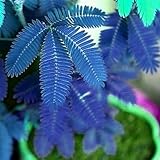 kiskick 100 pièces diverses couleurs Mimosa Pudica graines jardin bonsaï Pot plantes décor à la maison graines pour planter des légumes et des fruits Bleu Mimosa Pudica #