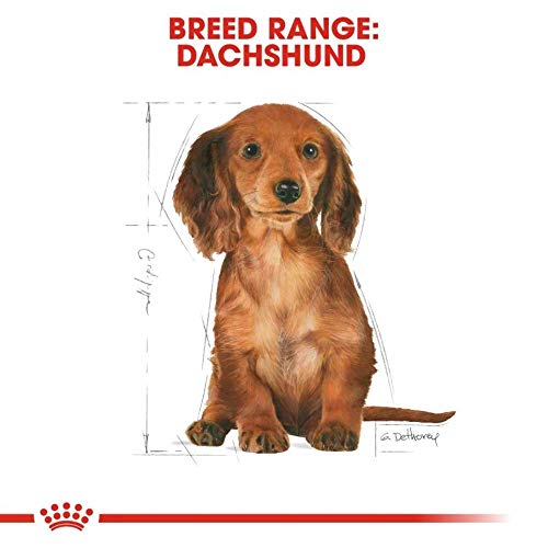 ROYAL CANIN Dachshund Puppy | 1,5 kg | Trockennahrung für Dackel-Welpen bis 10 Monate | Zur Unterstützung von Immunsystem, Verdauung & Knochenentwicklung | Kalziumfängerkroketten
