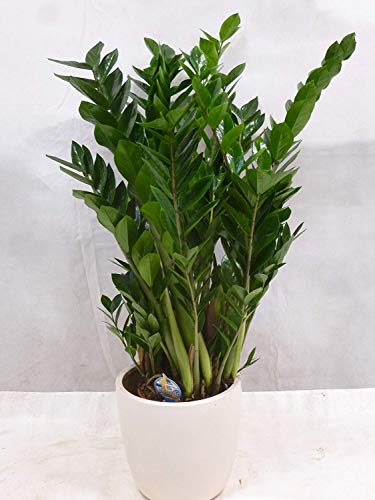 [Palmenlager] - XXL Zamioculcas zamiifolia - 'Zamia Farn' 100 cm - großer 27 cm Ø Pot -...