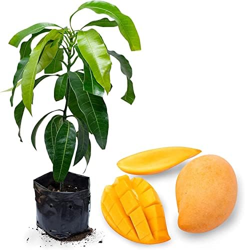 DECOALIVE Árbol Frutal Natural de Mango Mangifera Indica Planta T...