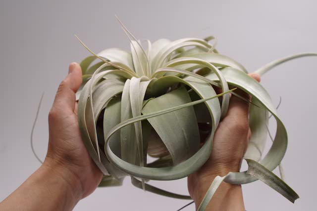 Amazon｜ティランジア キセログラフィカ Mサイズ Tillandsia