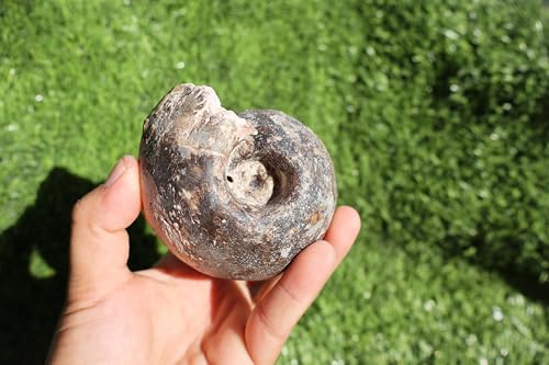 Image of Ammonite Fagesia Ammonite Fossil Rare Ammonite Fossil Natural Fossil from Morocco A32