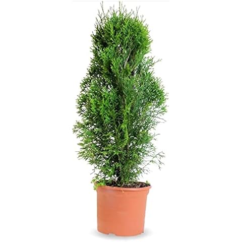 Verdecora Thuya Occidental Esmeralda Cover