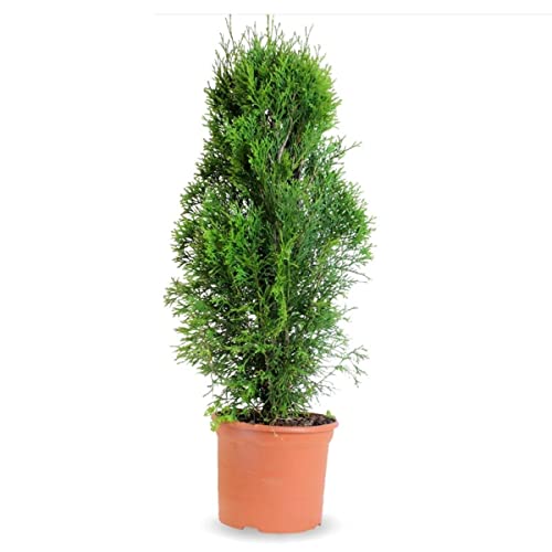 Verdecora Thuya Occidental Esmeralda | Tuya del Canadá o Thuja Occidentalis | Planta natural de exterior | Arbusto/árbol piramide | Perfecto para jardín y terraza (Maceta 3L)