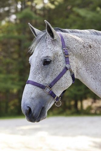 Miniatura 3 de Suffolk - Cabestro de nailon para caballos, color negro, talla grande, OS