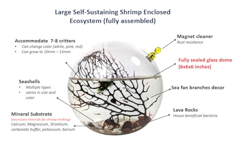 Glass Self Sustaining Shrimp Ecosphere Large
