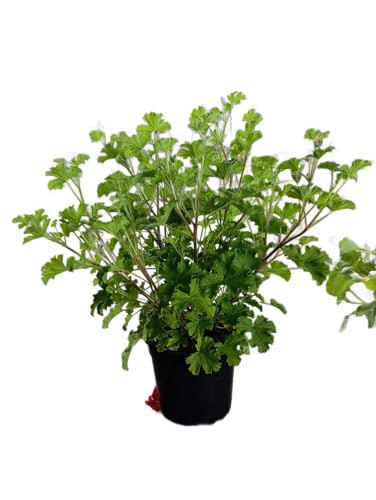 Geranio Limón – Planta Natural Aromática y Resistente con Propiedades Antimosquitos