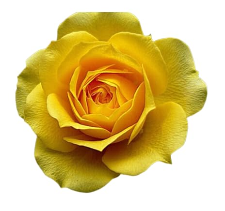Be-Creative Yellow Rose Flower Seeds, Garden Plant Prolific High Yield Natural High Survival Rate Rose Seeds for Home & Garden (20)