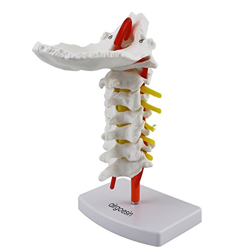 Cervical Vertebra Arteria Spine Spinal Nerves Anatomical Model Anatomy New