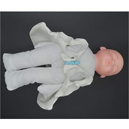 FXQ Weibliches Pelvis Geburt Modell - Mini Weibliches Pelvis und Baby-Modell - Standard Geburt Simulator mit Modellen von Baby-Pelvis - für Studien Anzeige Teaching Medical Modell