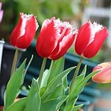 Bulbos de tulipán - Decoración de jardín para exteriores Bulbos de tulipán, perenne resistente. variedades antiguas decoración regalos para los amantes de la 2pcs
