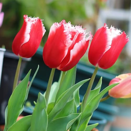 Bulbi di tulipano - Bulbi di tulipano perenni resistenti, da giardino bulbi di primaverili regali per gli amanti del giardino 2pcs