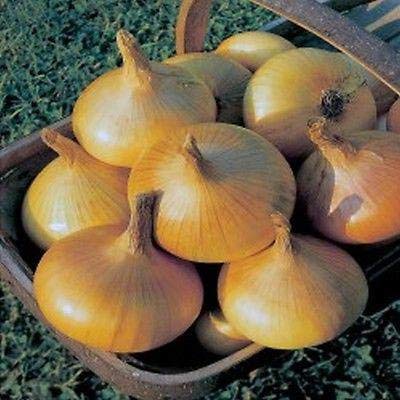 Amazon.com : Senshyu Onion - A Very popular Japanese Onion
