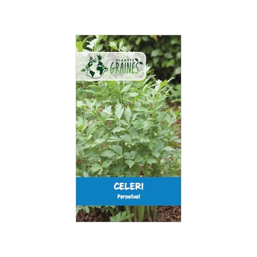 100 graines céleri perpétuel aromatique et robuste -