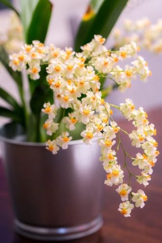 Oncidium Twinkle Orchid Come in 2' Pot Beautiful Fragrant Plants from Hawaii