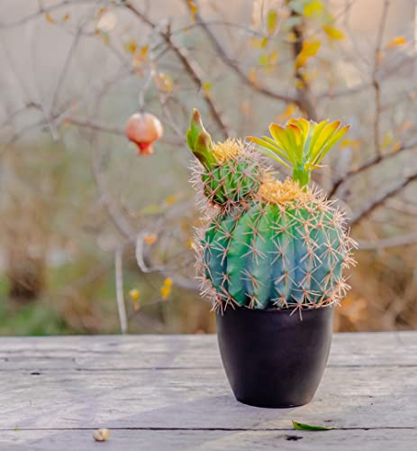 Sunprairie 14” & 30” Tall Rustic Artificial Cactus In Bloom With Soft Spines —Plant Decor Including Attractively Matching Matte Black Pot—Gorgeous Artificial Succulent Plants. #TOP5