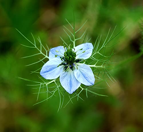 Echte Schwarzkümmel - Nigella sativa - 500 Samen