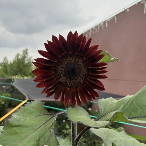girasoles perennes resistentes, de larga decoración girasol de verano balcón con camas elevadas jardín interior cortadas semillas 200pcs