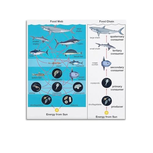 Poster chaîne alimentaire HNPBB en toile 70x70 cm pour décoration murale de chambre