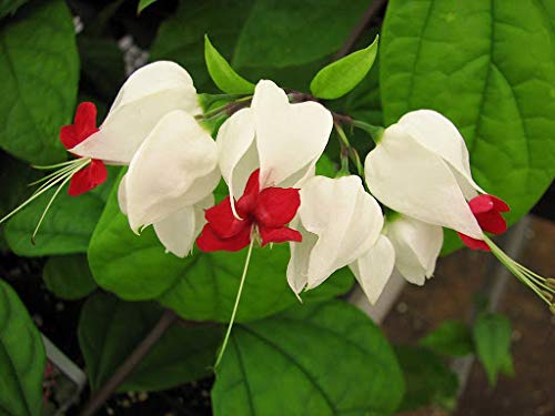 20 White Red Bleeding Heart Flower Seeds