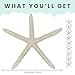 Nautical Crush Trading Starfish Decor - Star Fish for Craft - 10pk Real 6-8