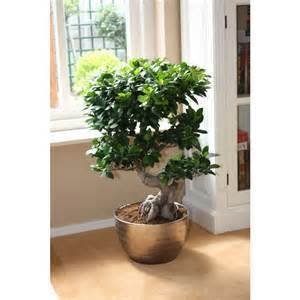 Swansgreen Chinese Rare Ficus Microcarpa Tree Seeds 100pcs Roots Sementes Bonsai Ginseng Banyan Garden Tree Outdoor Planters Buy Online In Cayman Islands Swansgreen Products In Cayman Islands See Prices