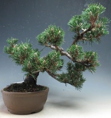 八房黒松【千寿丸】盆栽 Amazon｜ミニ盆栽 八房 寿黒松（千寿丸）【現品】（10003995）｜観葉