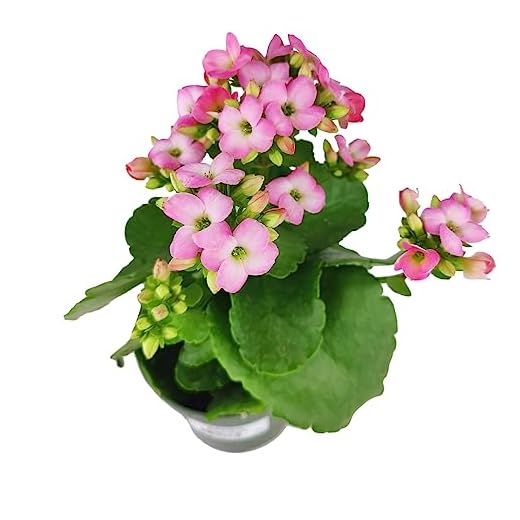Kalanchoe Calandiva Pink Houseplant